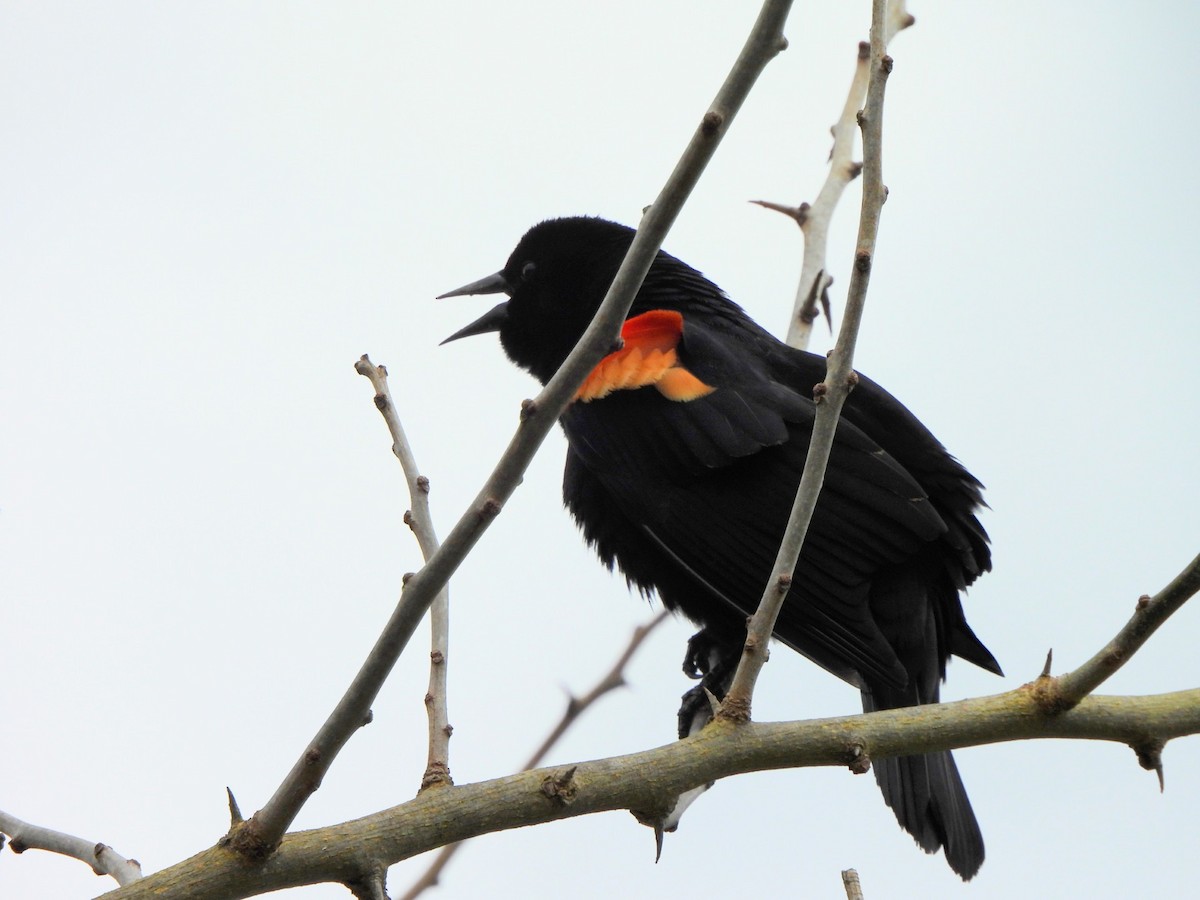 Red-winged Blackbird - ML633068482
