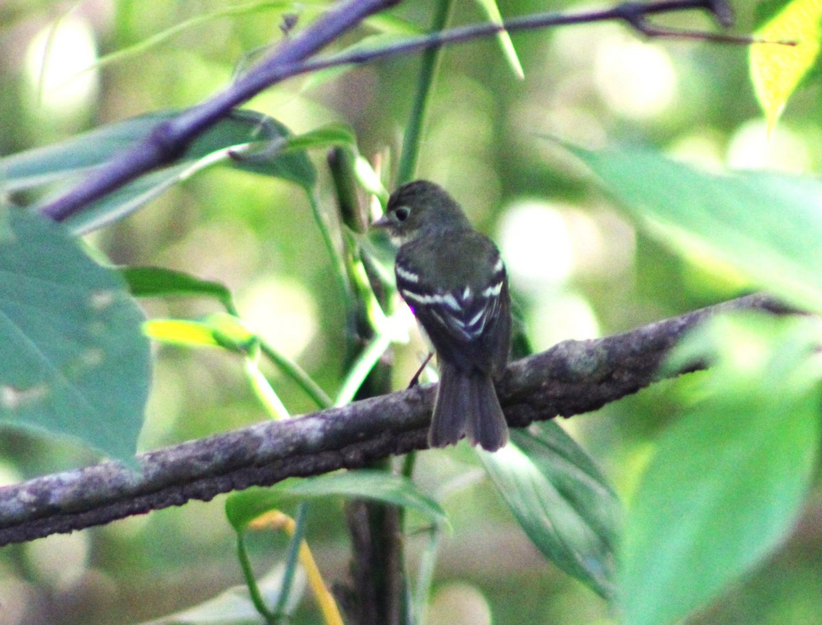 Yellow-bellied Flycatcher - ML633068493