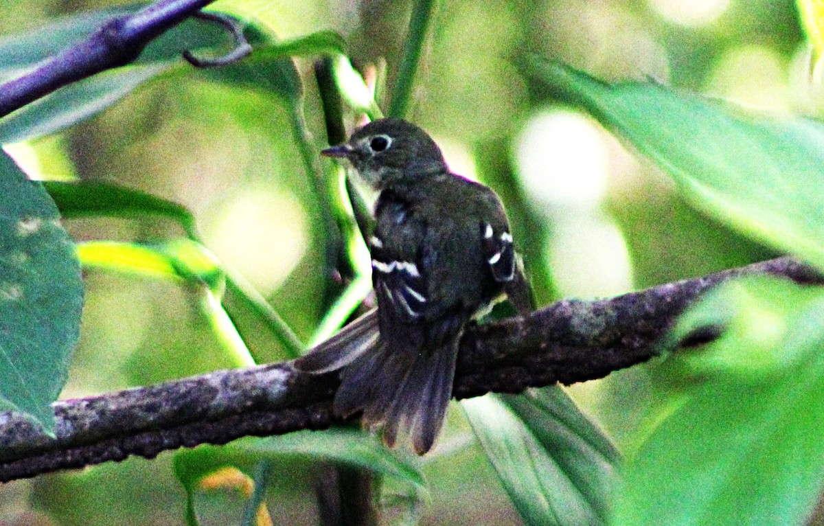 Yellow-bellied Flycatcher - ML633068494