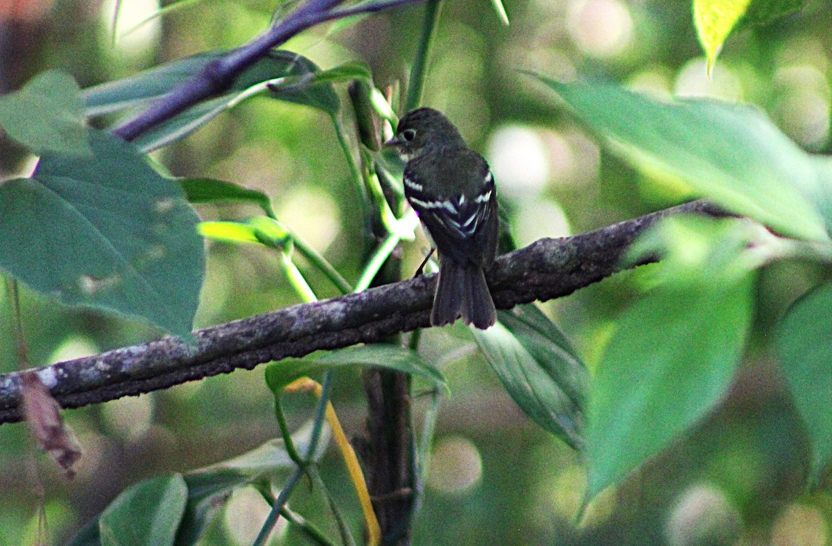 Yellow-bellied Flycatcher - ML633068495
