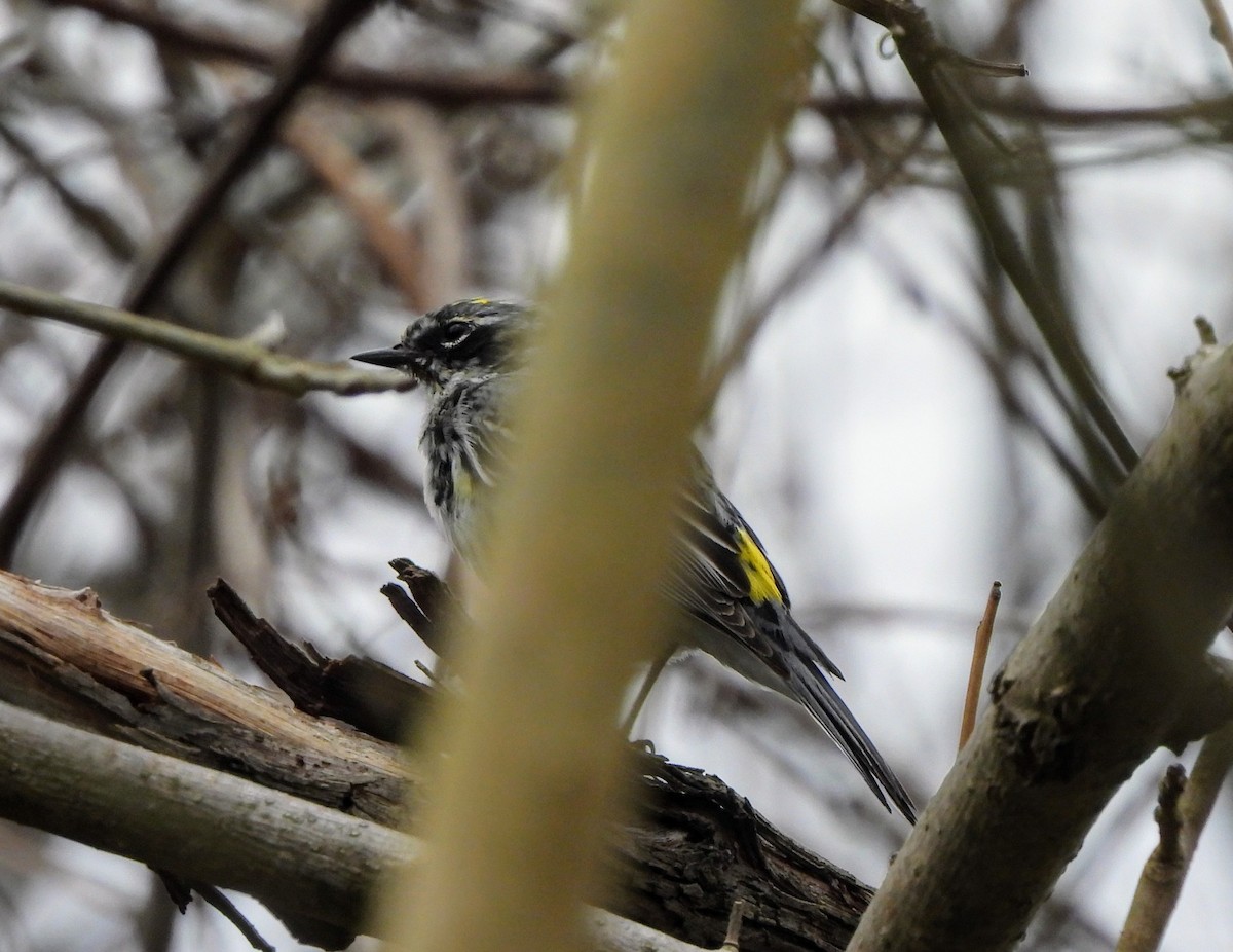 Yellow-rumped Warbler - ML633068508