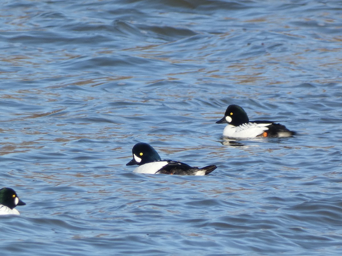 Barrow's Goldeneye - ML633068517