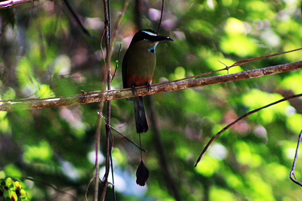 Turquoise-browed Motmot - ML633068530