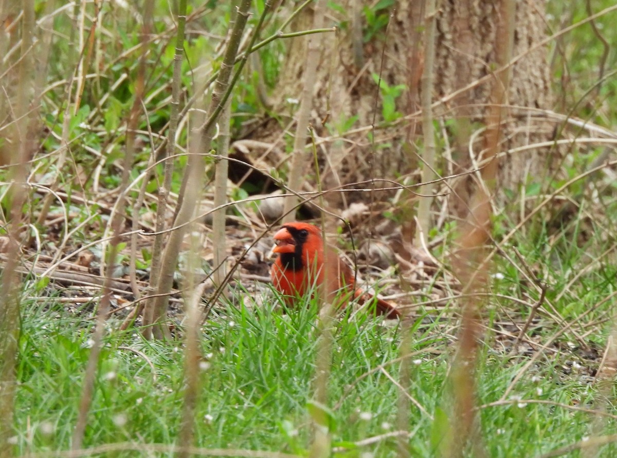 Northern Cardinal - ML633068536