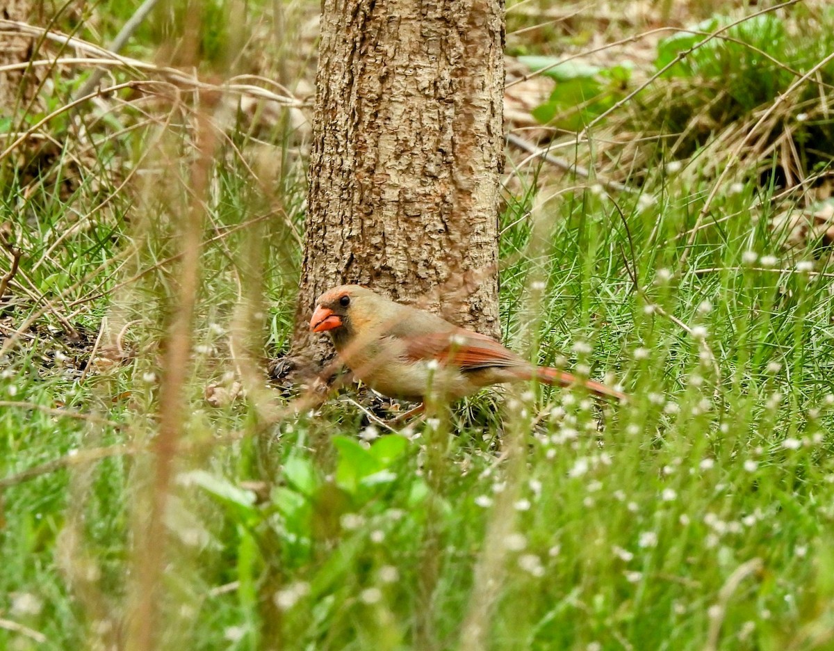Northern Cardinal - ML633068552