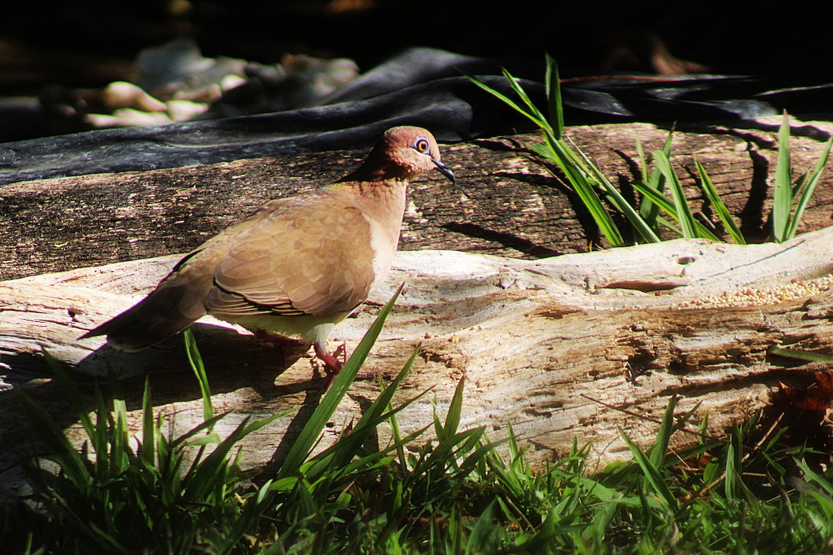 White-tipped Dove - ML633068578