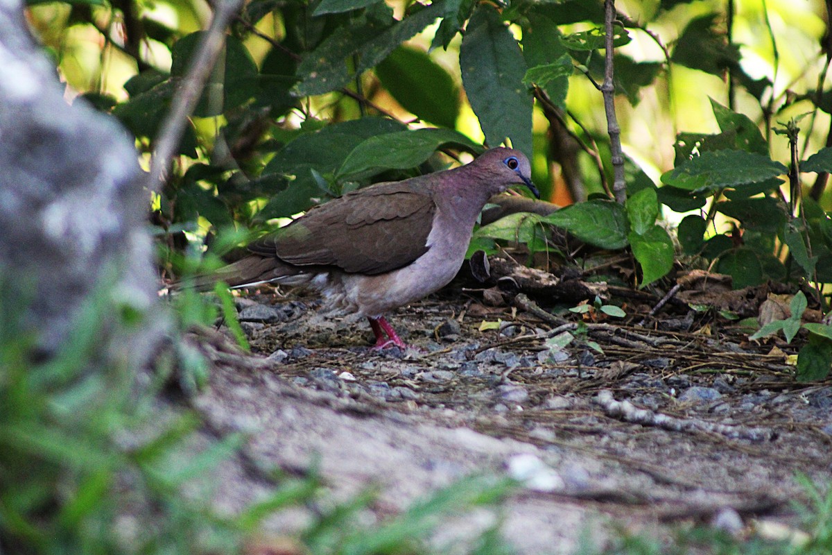 White-tipped Dove - ML633068579