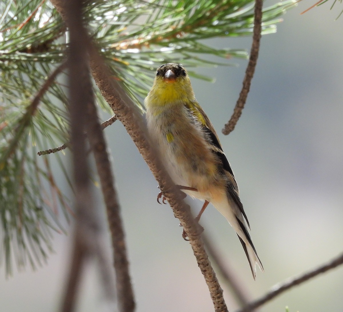 gulstillits - ML633068588