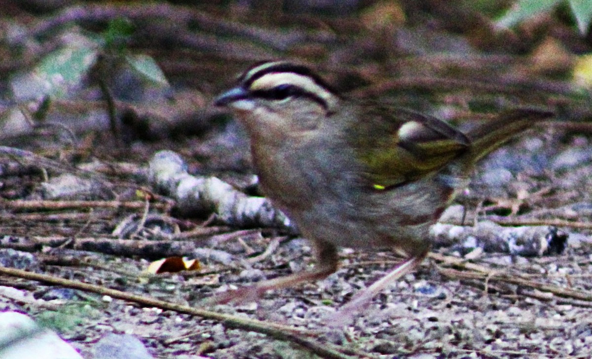 Olive Sparrow - ML633068600