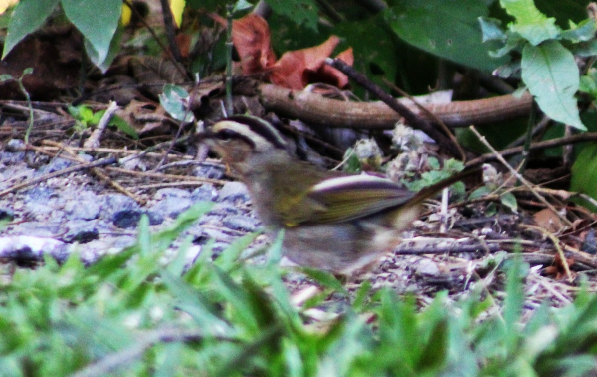Olive Sparrow - ML633068601