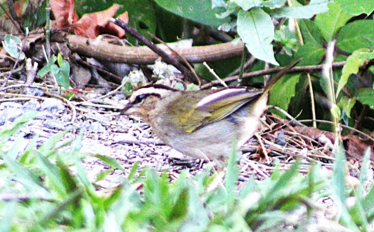 Olive Sparrow - ML633068602