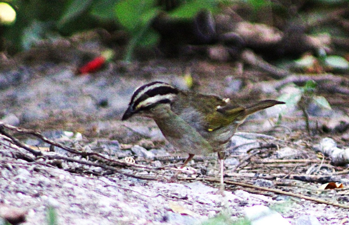 Olive Sparrow - ML633068603