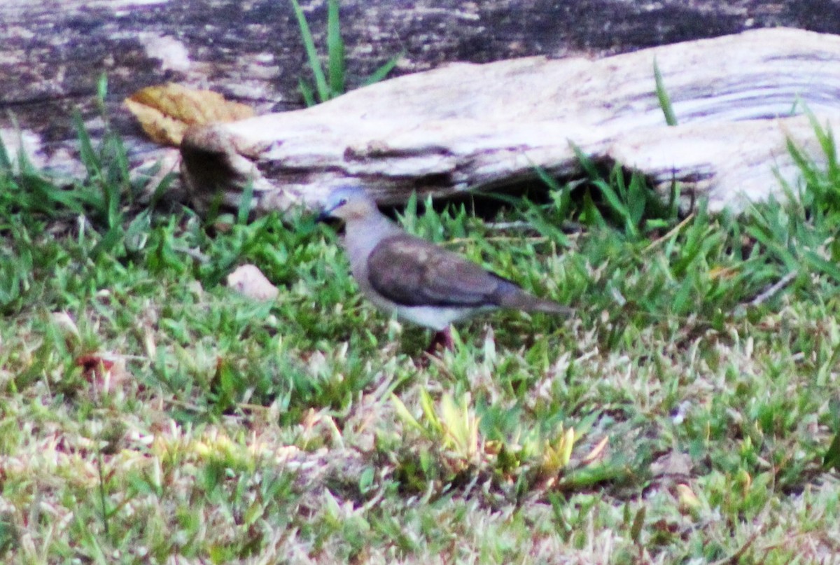Gray-headed Dove - ML633068645