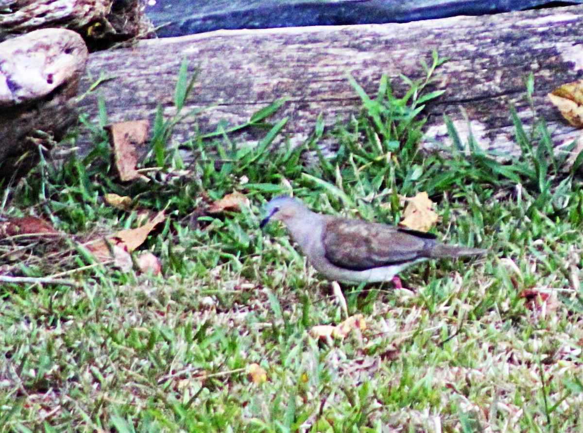 Gray-headed Dove - ML633068646