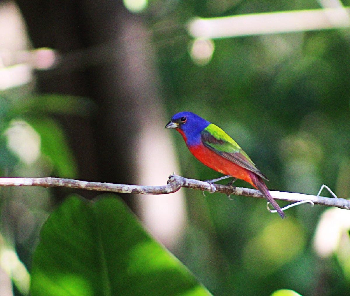 Painted Bunting - ML633068669