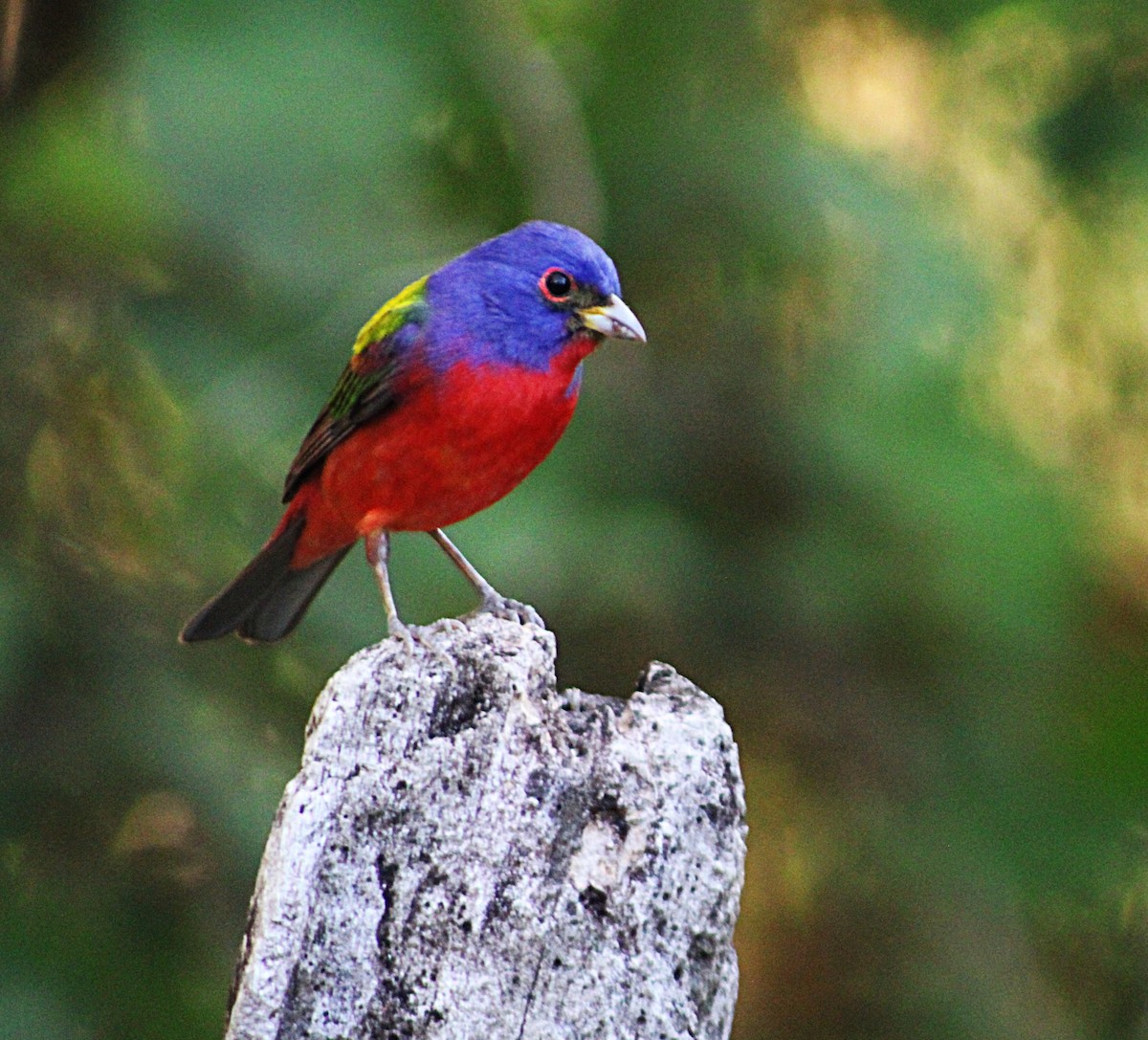 Painted Bunting - ML633068670