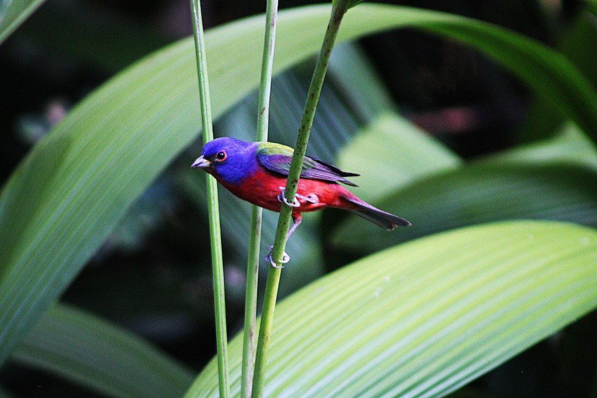 Painted Bunting - ML633068671