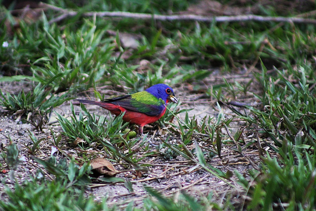 Painted Bunting - ML633068672