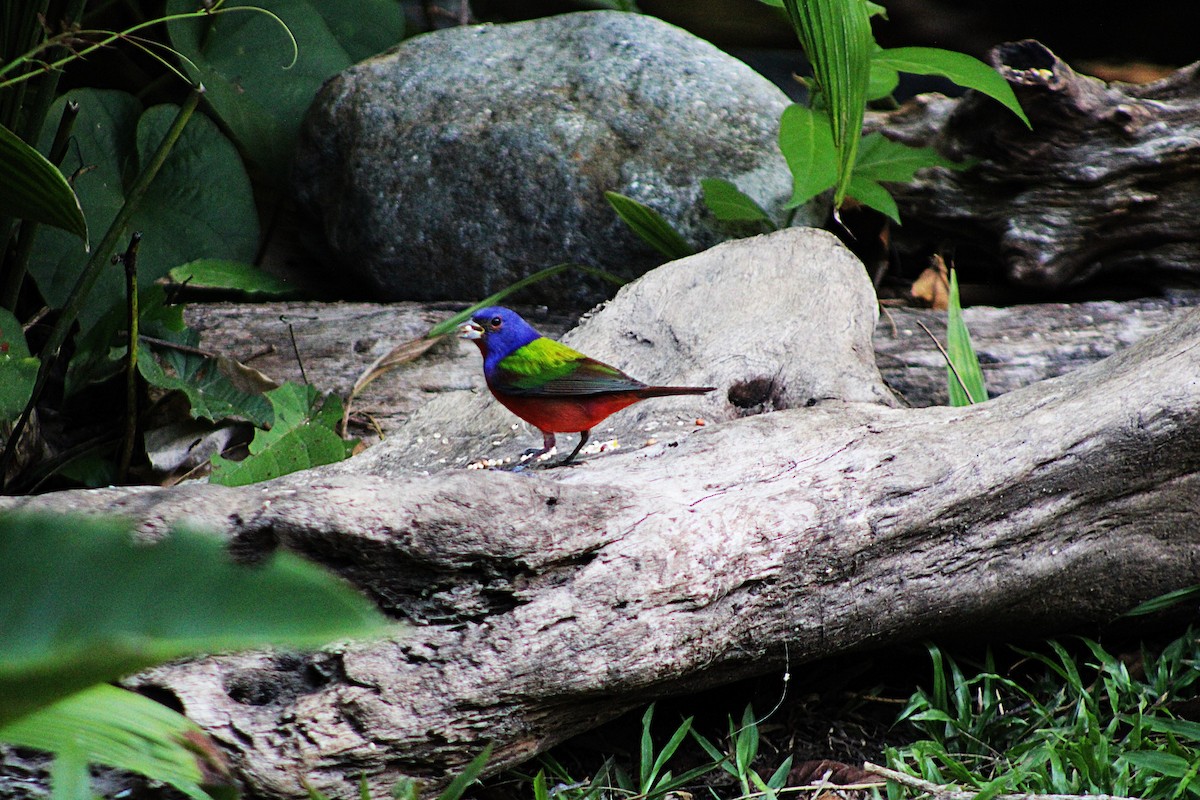 Painted Bunting - ML633068673
