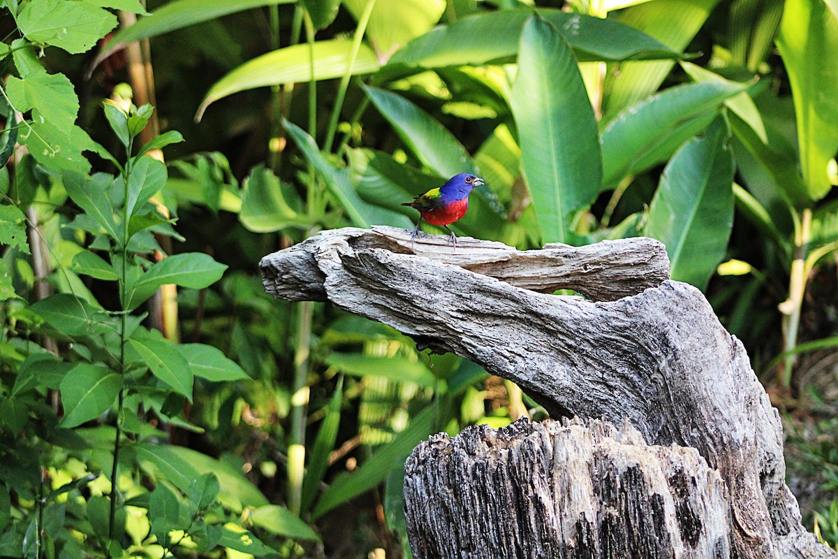 Painted Bunting - ML633068674