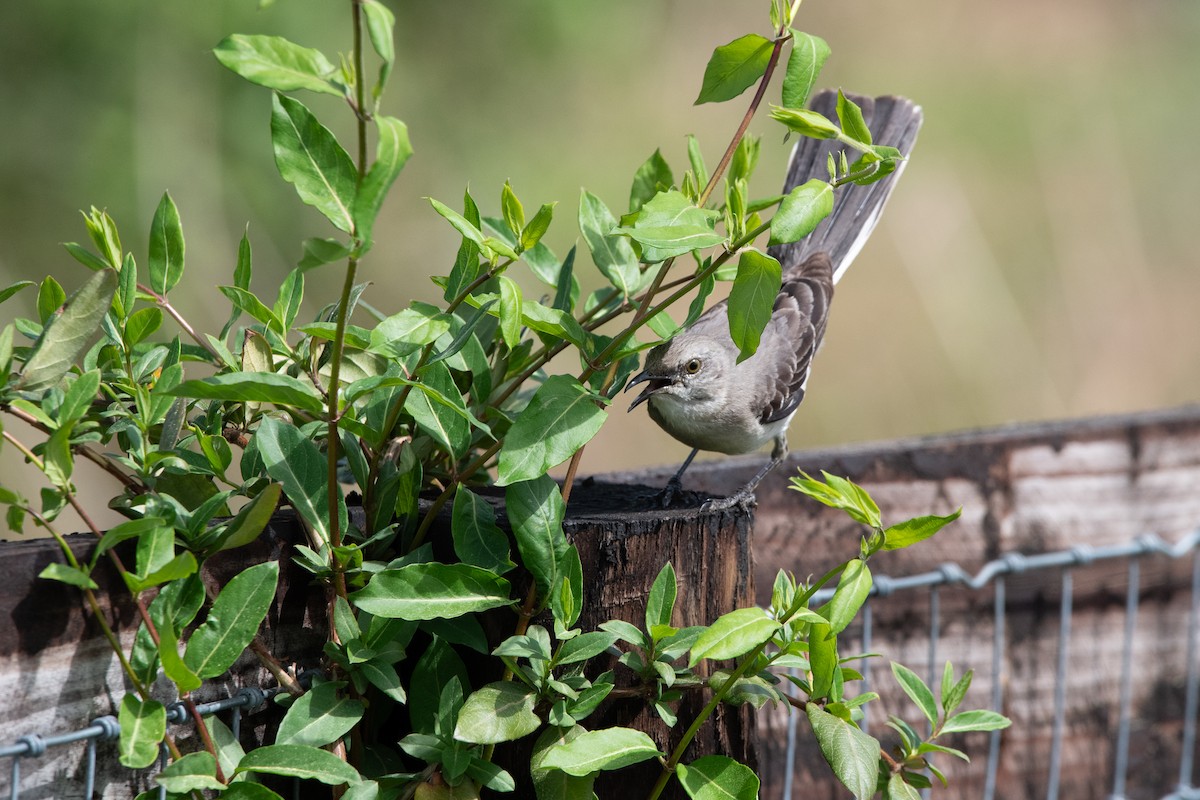 Northern Mockingbird - ML633068687