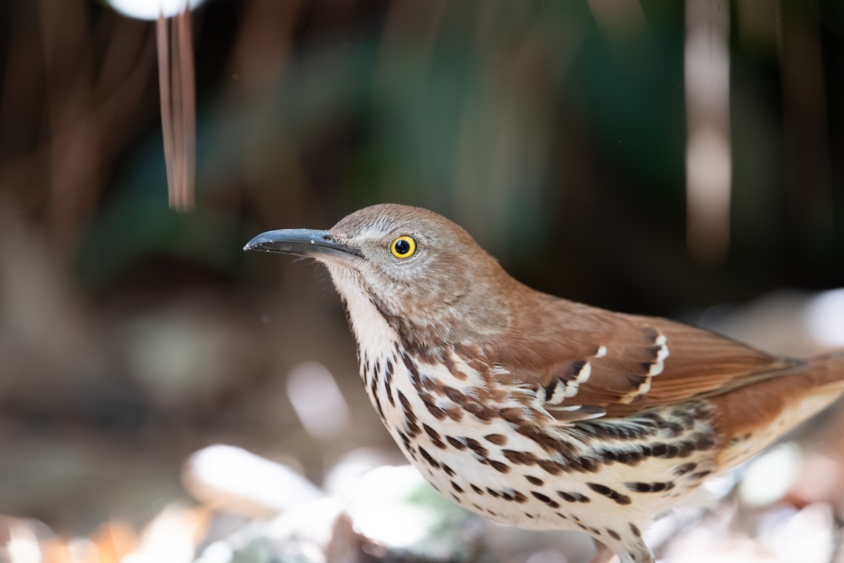 Brown Thrasher - ML633068729