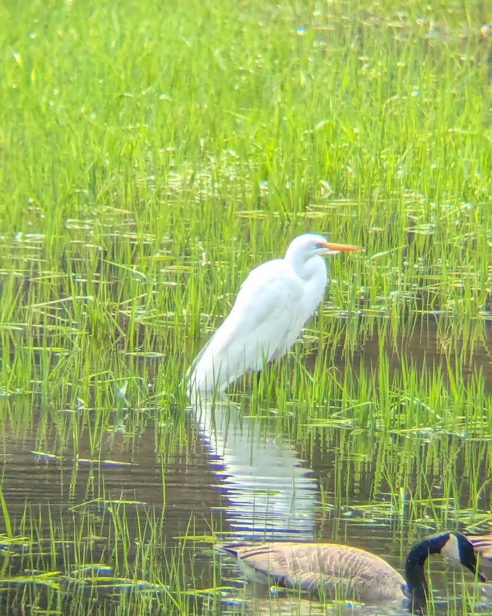 Great Egret - ML633068730
