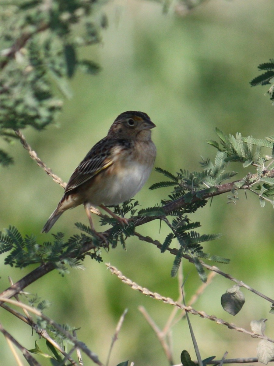 Grasshopper Sparrow - ML633068758