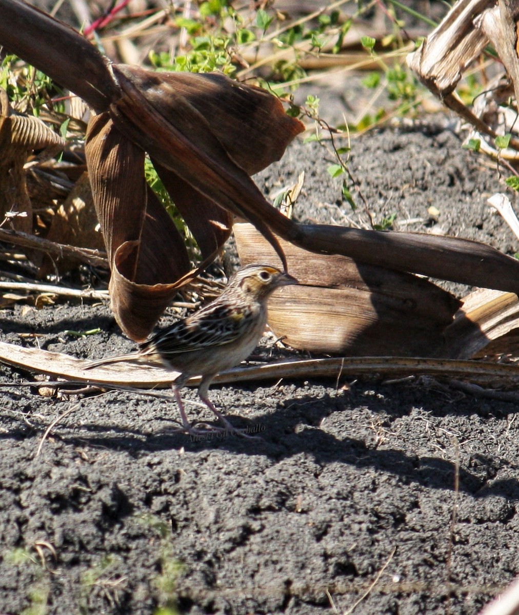 Grasshopper Sparrow - ML633068759