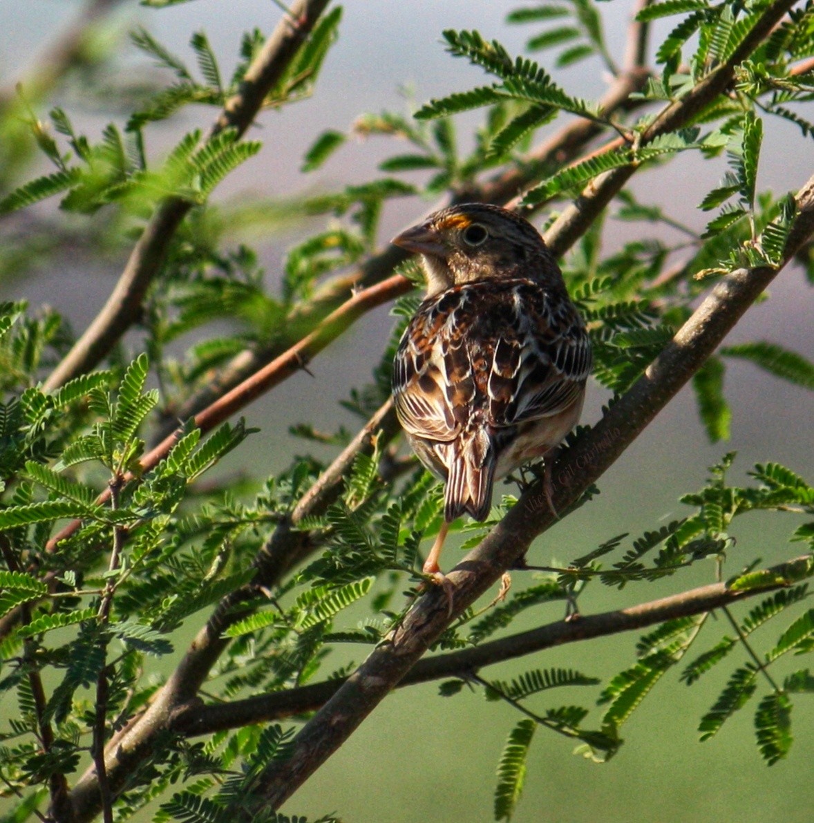 Grasshopper Sparrow - ML633068760