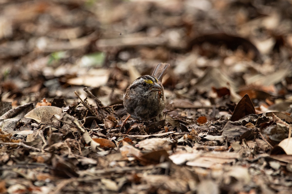 White-throated Sparrow - ML633068765