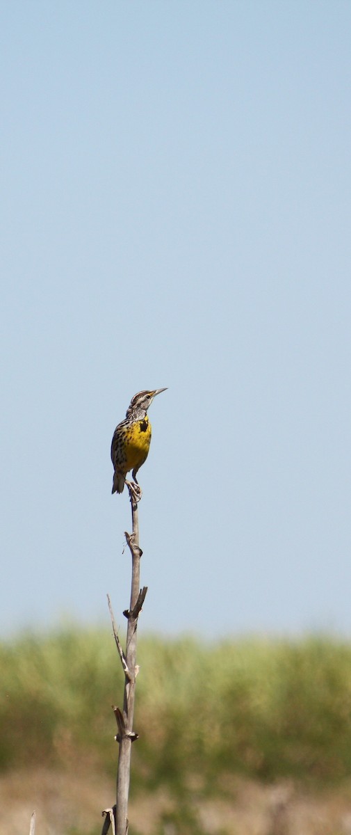 Eastern Meadowlark - ML633068796