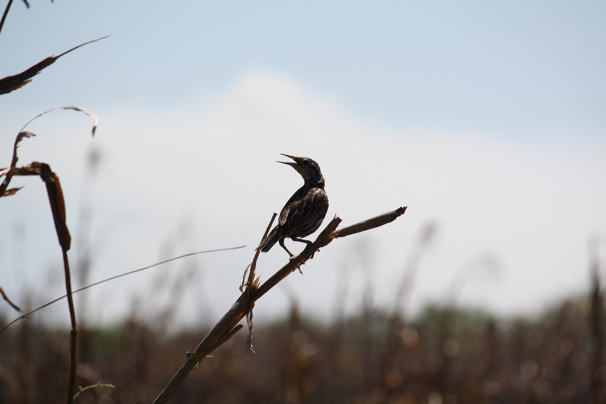 Eastern Meadowlark - ML633068797