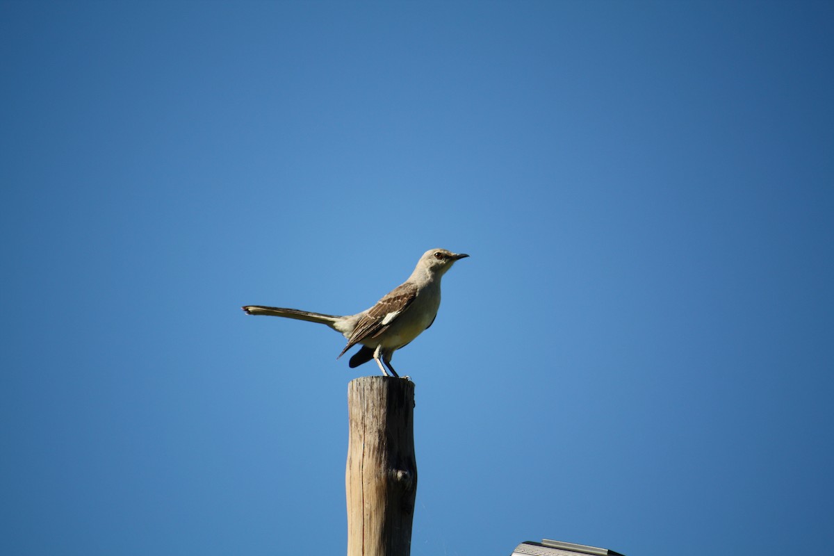Northern Mockingbird - ML633068810