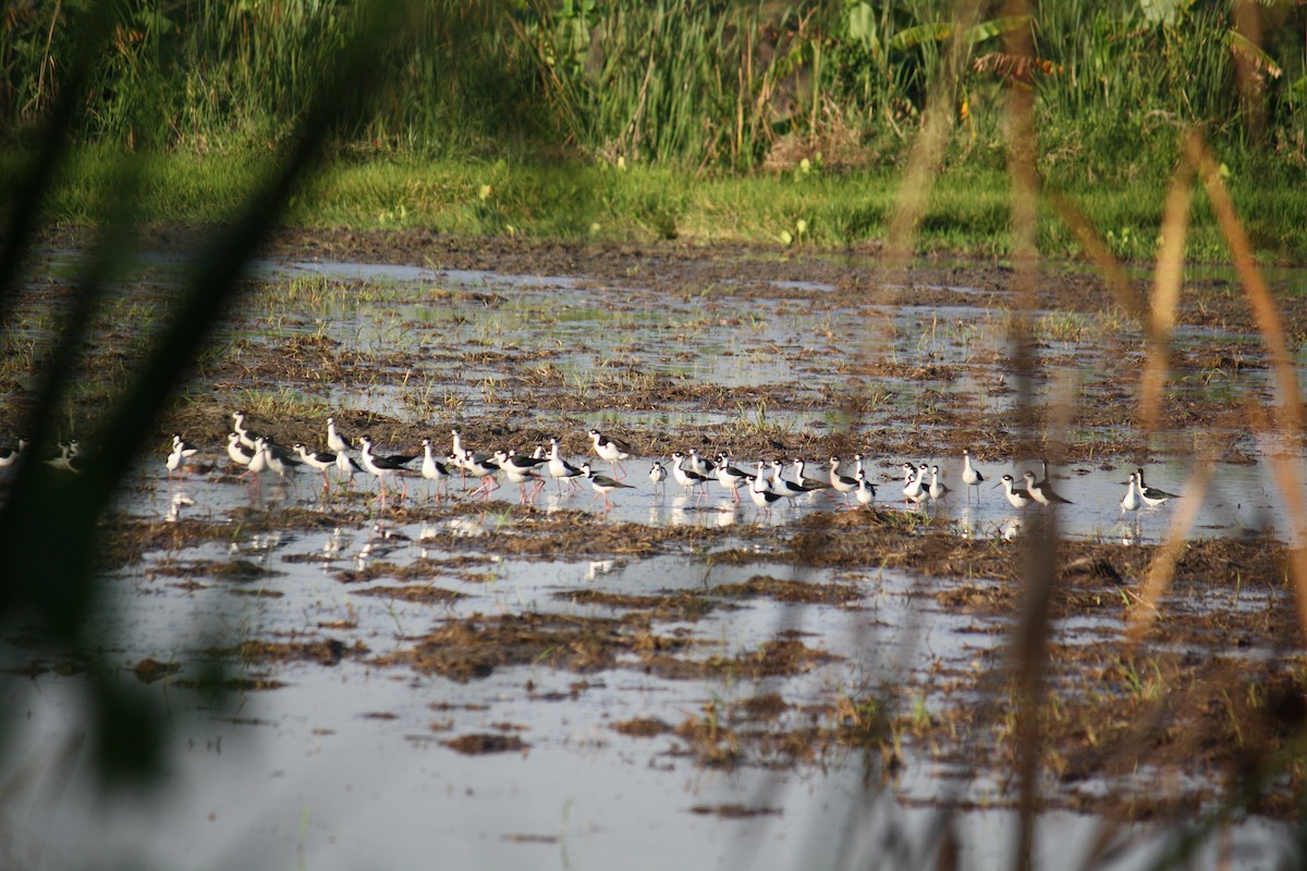 Black-necked Stilt - ML633068826