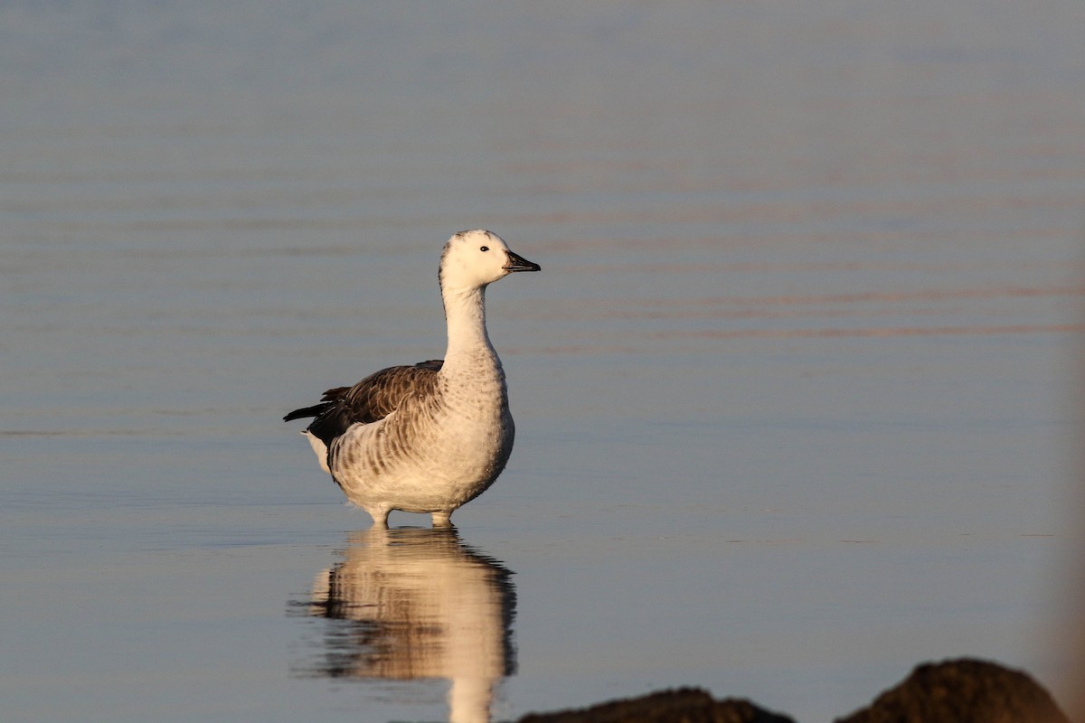 Snow Goose x Brant (hybrid) - ML633068893
