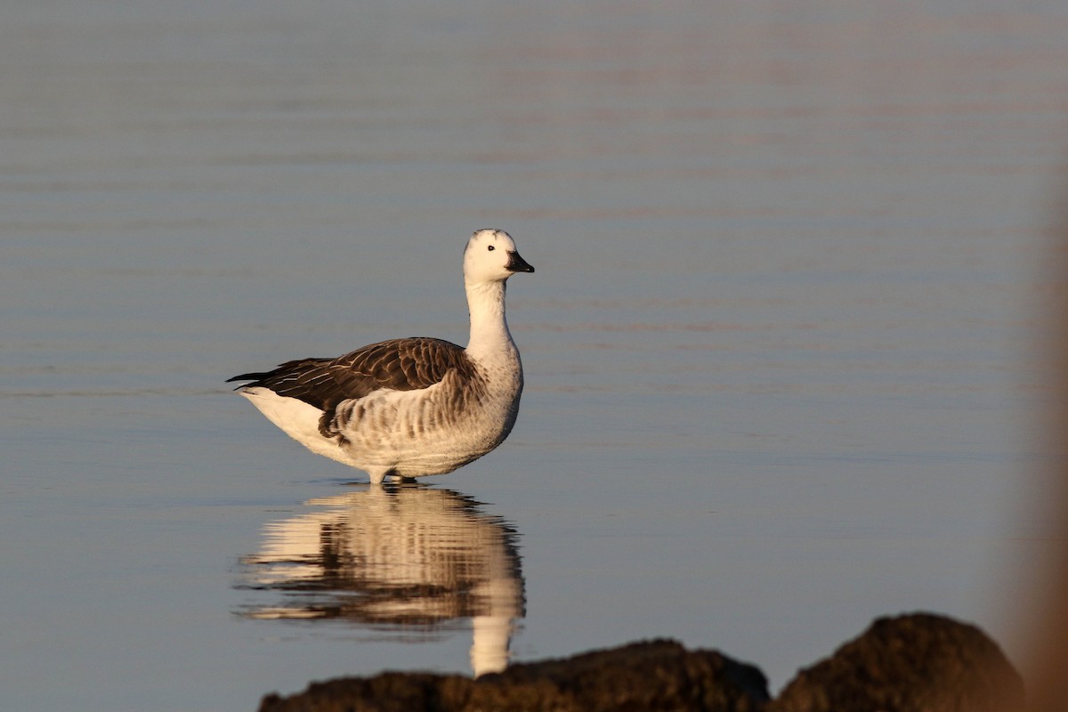 Snow Goose x Brant (hybrid) - ML633068894