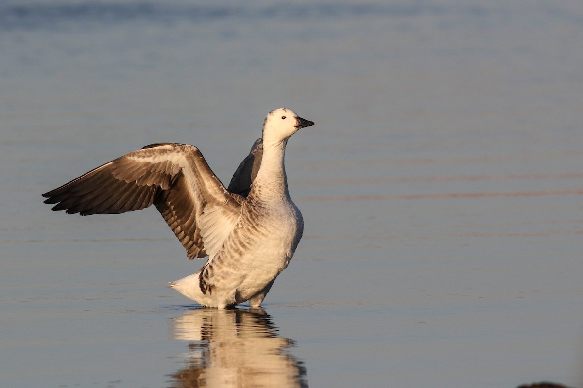 Snow Goose x Brant (hybrid) - ML633068896