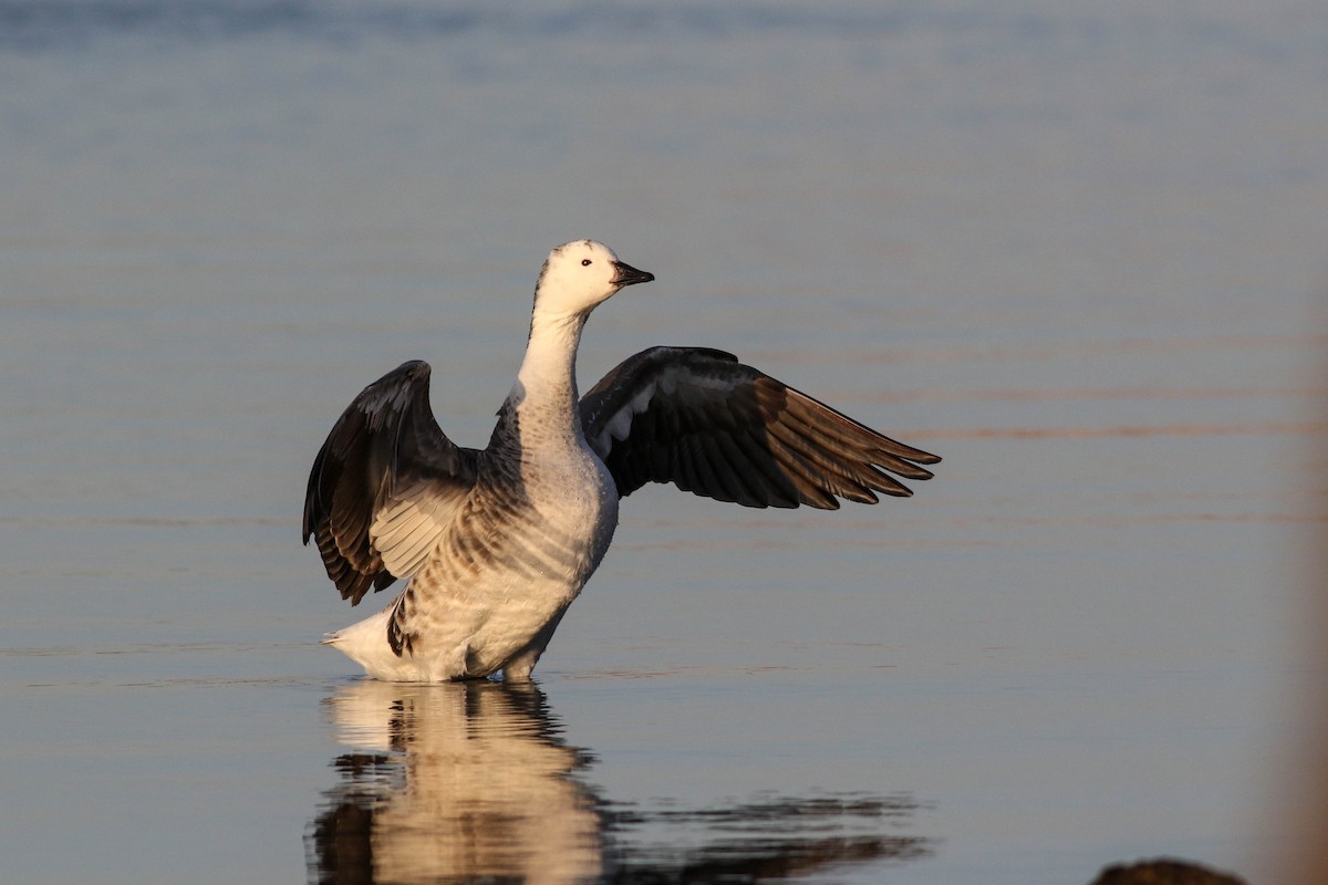Snow Goose x Brant (hybrid) - ML633068897
