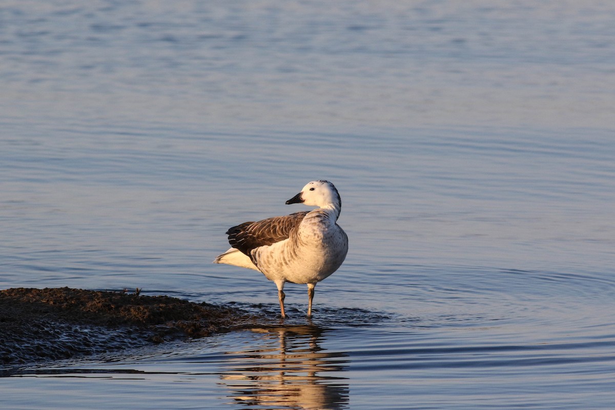 Snow Goose x Brant (hybrid) - ML633068898