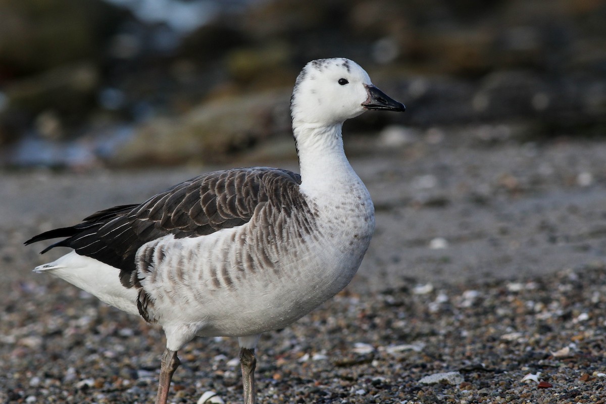 Snow Goose x Brant (hybrid) - ML633068901