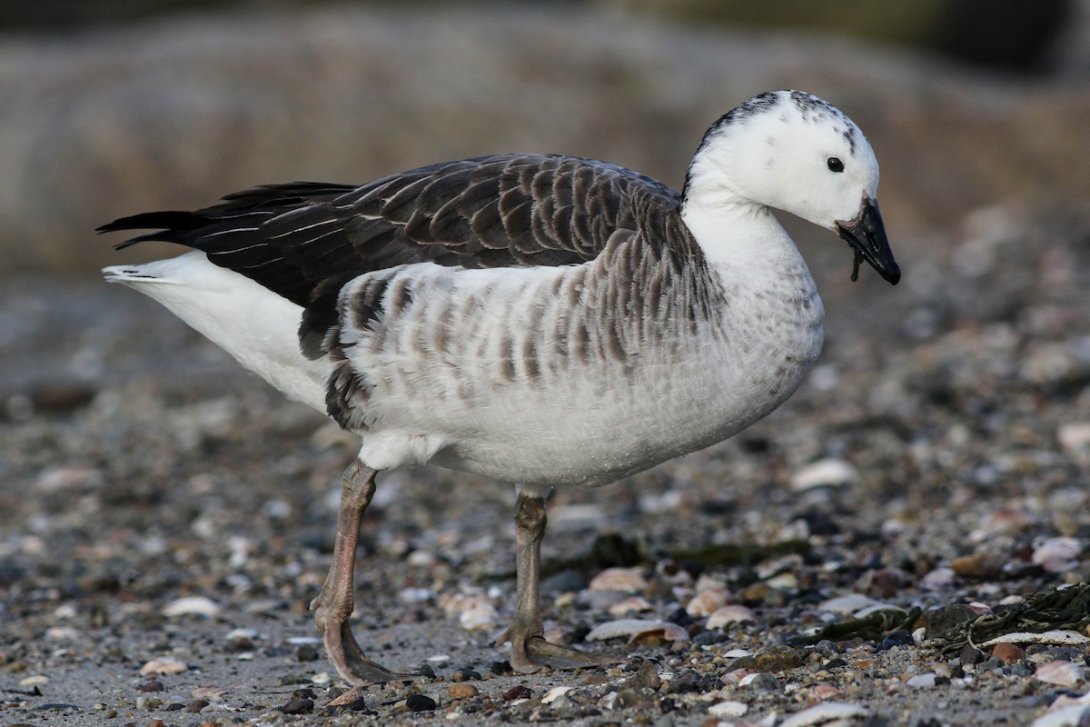 Snow Goose x Brant (hybrid) - Lily Morello