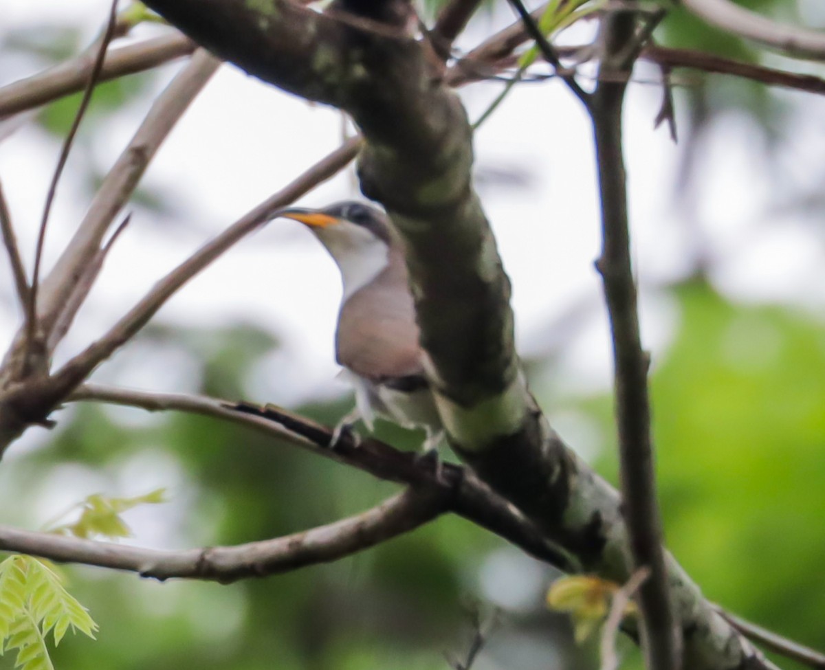 Pearly-breasted Cuckoo - ML633068922