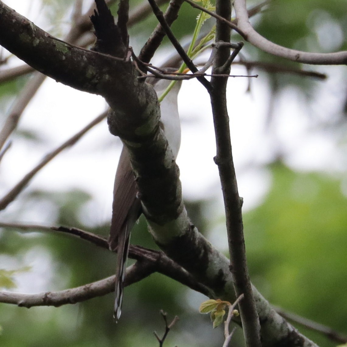 Pearly-breasted Cuckoo - ML633068923