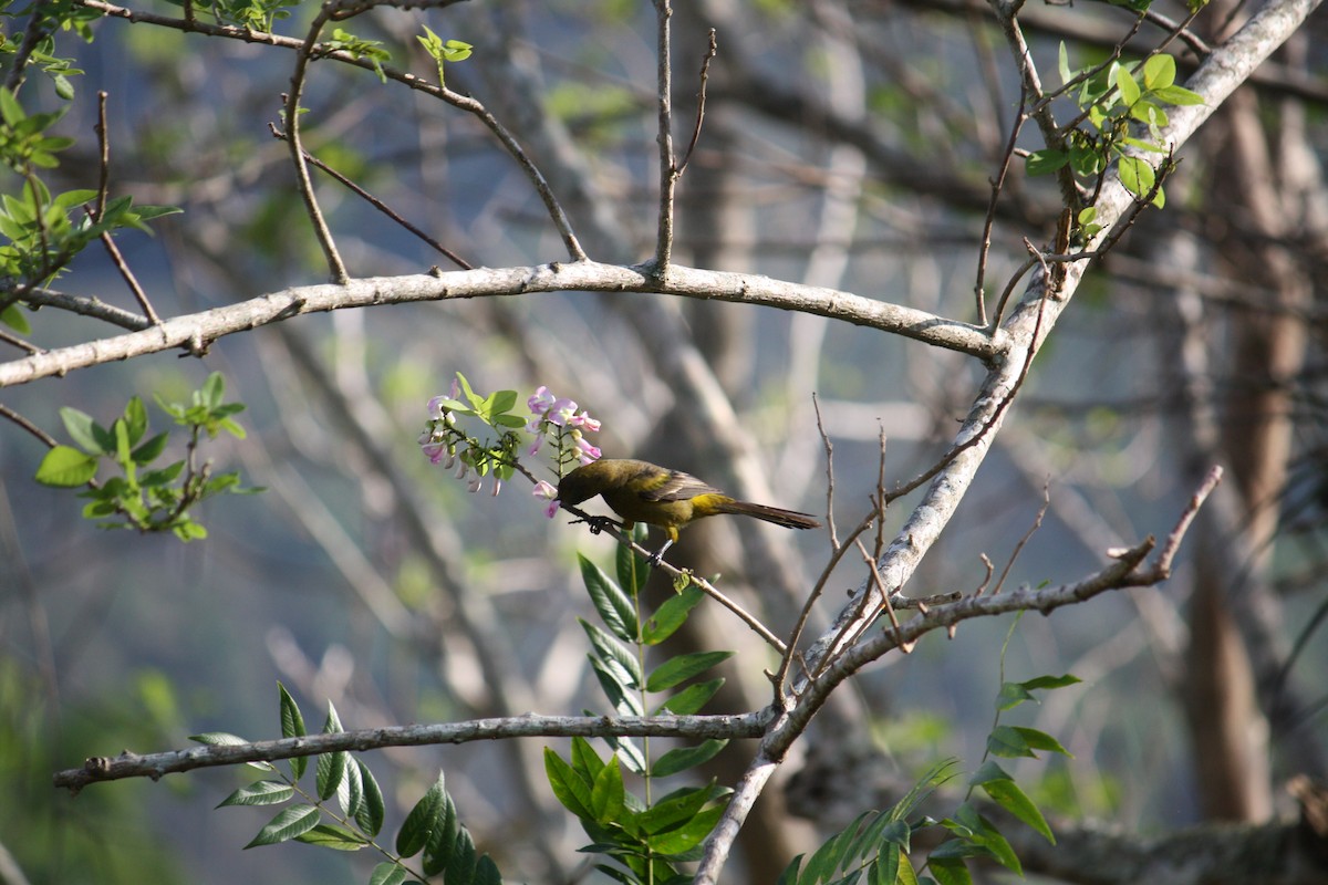 Cuban Oriole - ML633068927