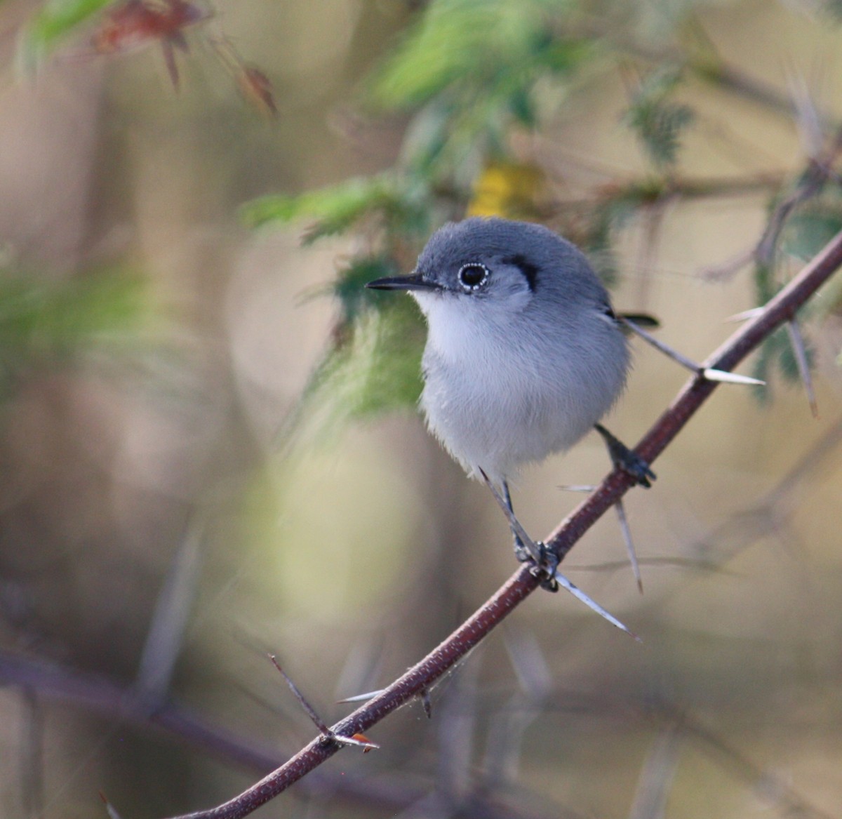 Cuban Gnatcatcher - ML633069031