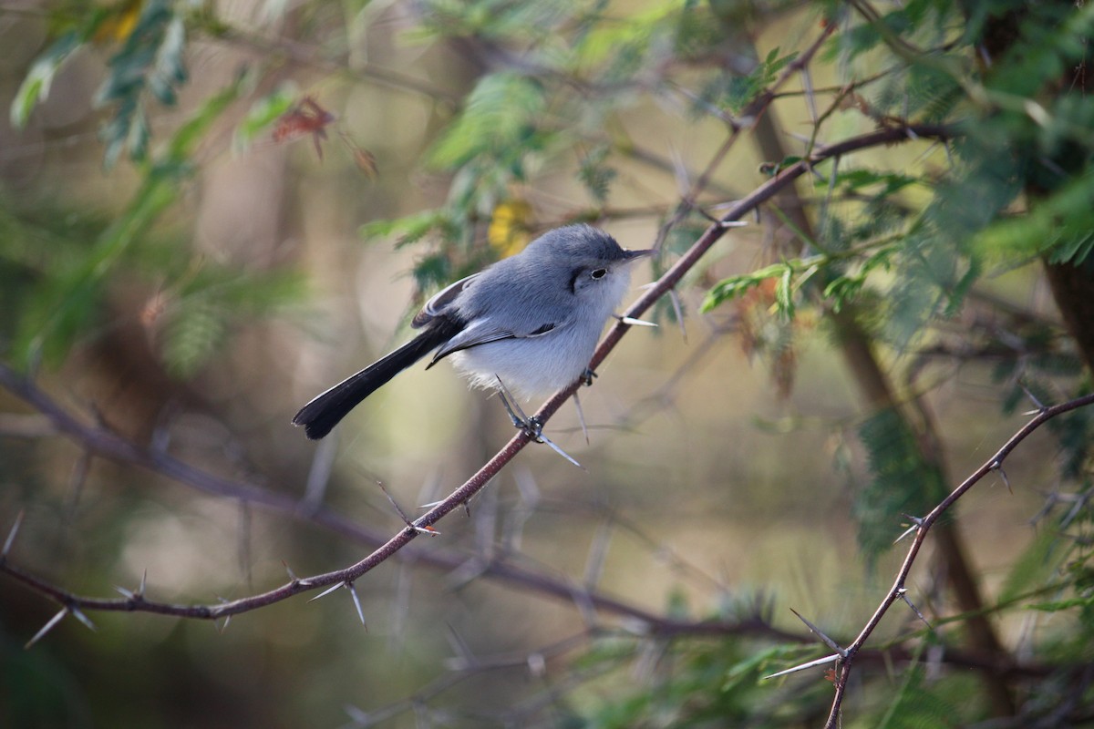 Cuban Gnatcatcher - ML633069032