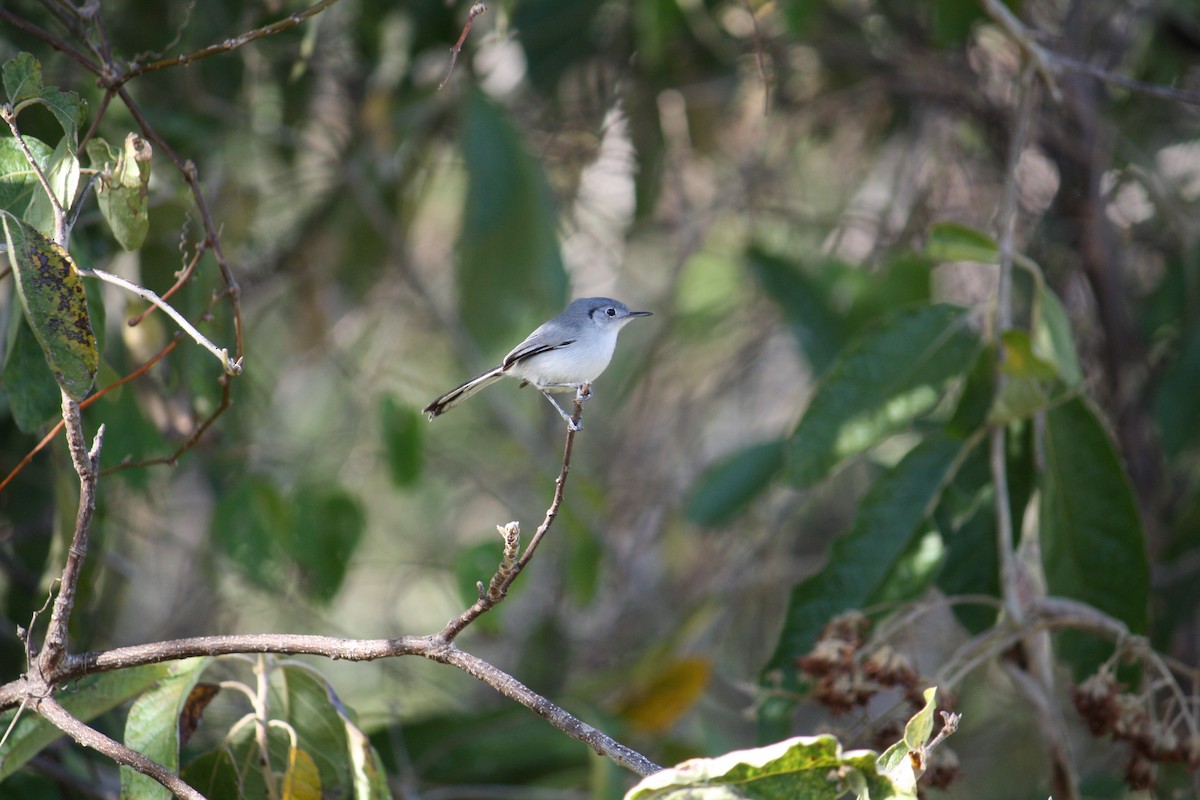 Cuban Gnatcatcher - ML633069033
