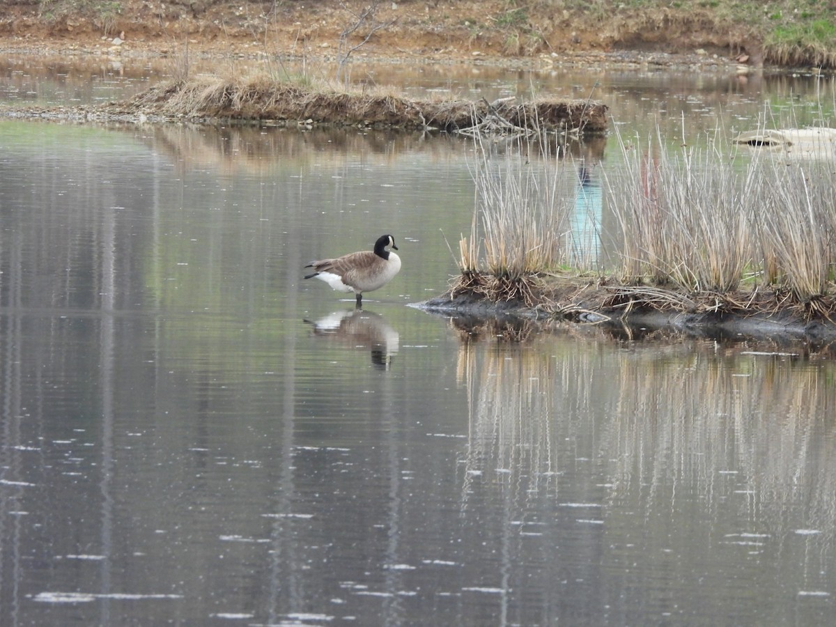 Canada Goose - ML633069062