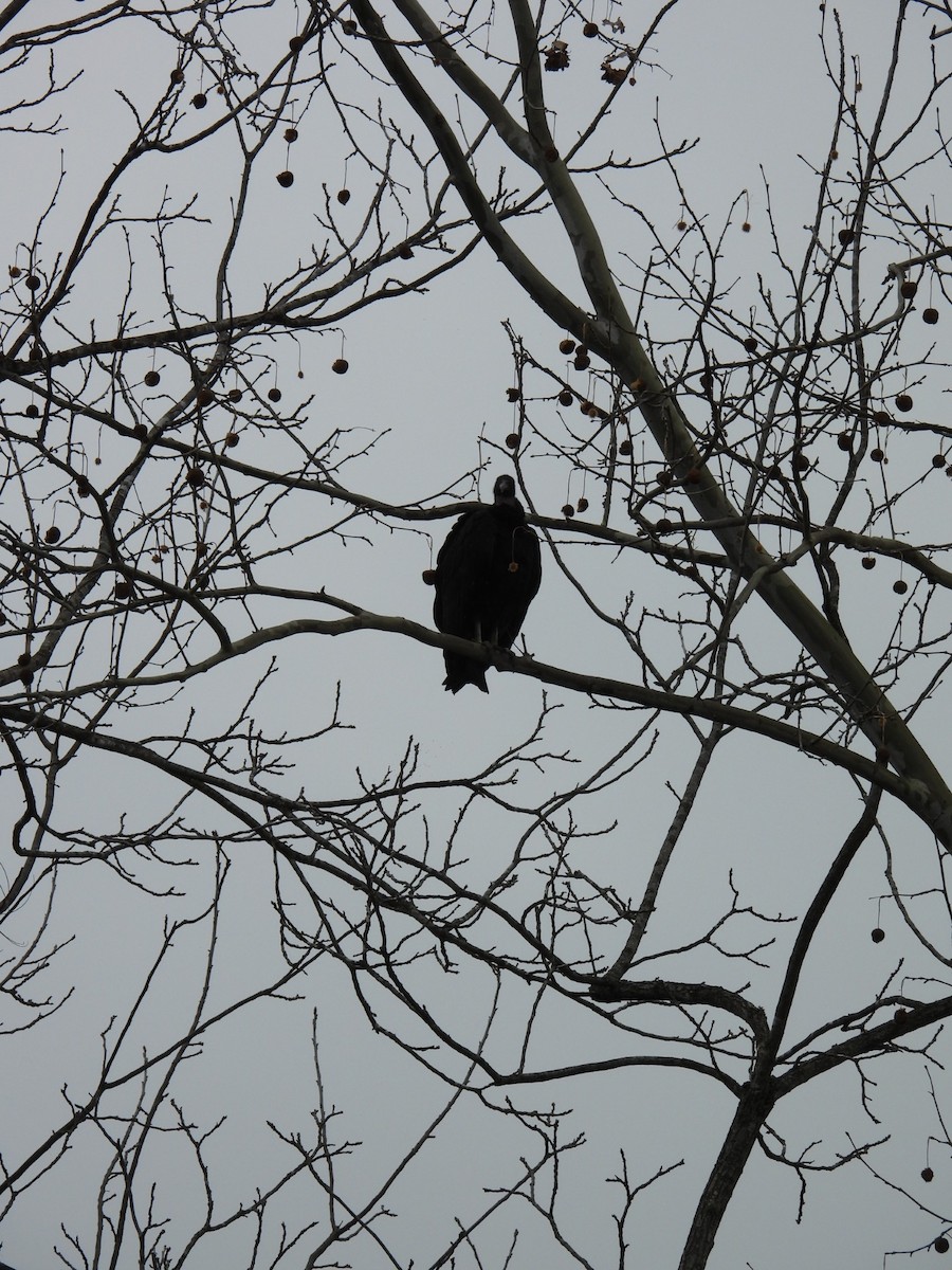 Black Vulture - ML633069074